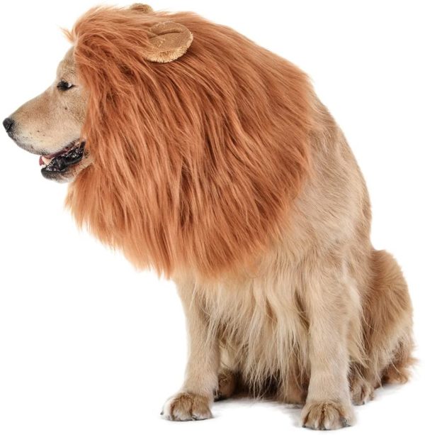 Dog Lion Mane