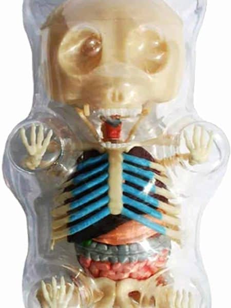Master Gummi Bear Skeleton