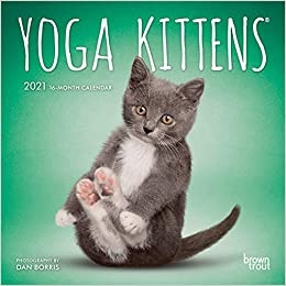Yoga Kittens