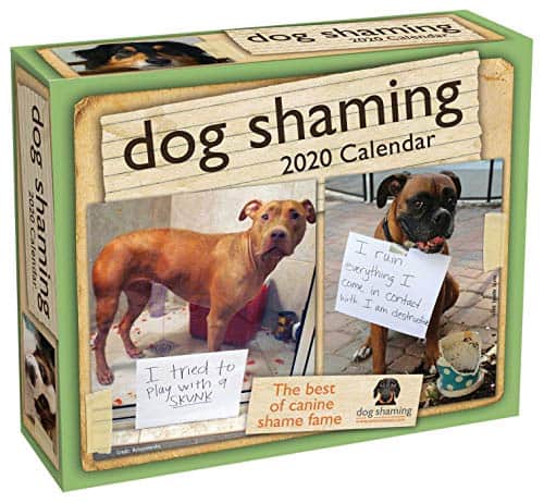 Dog Shaming Day-to-Day Calendar