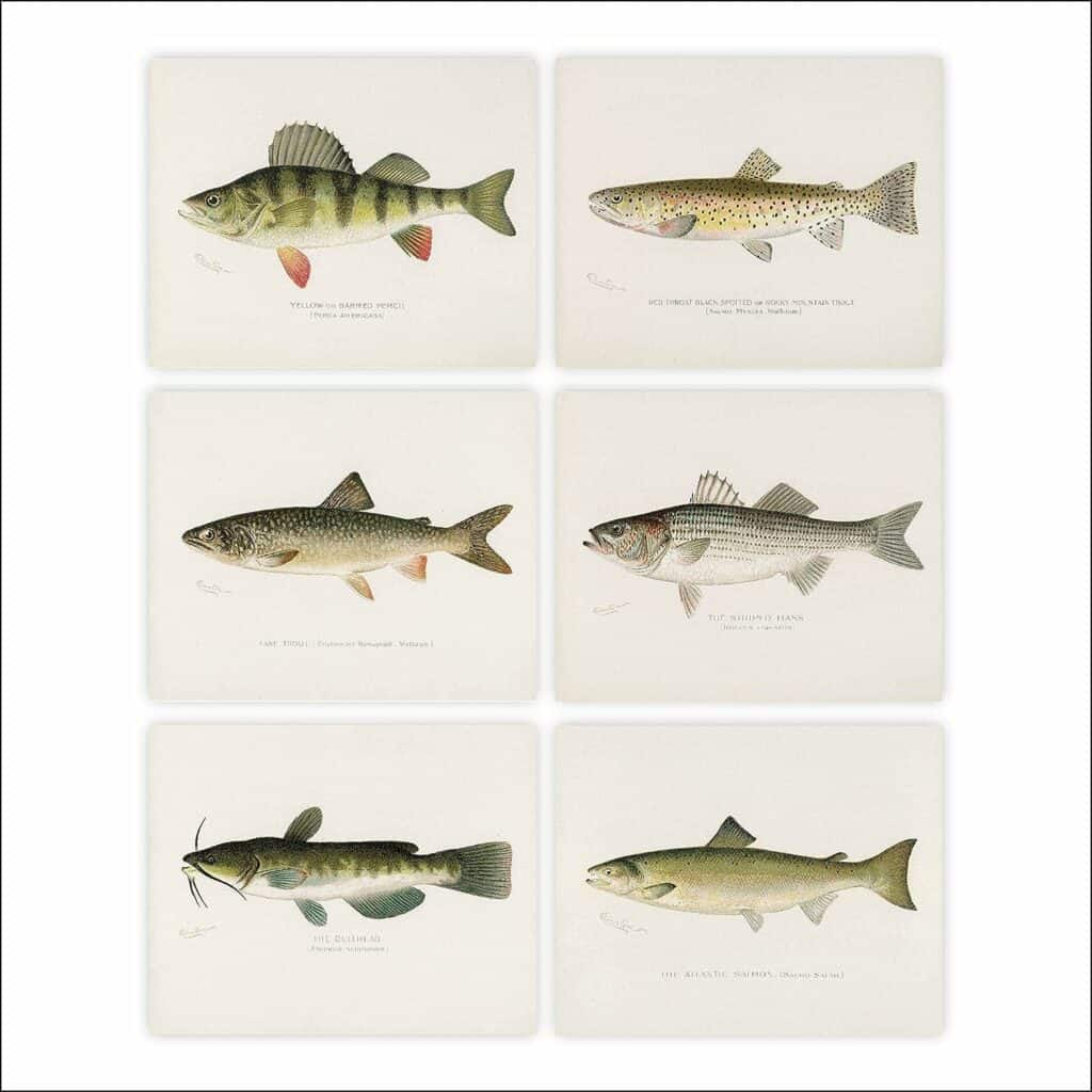 Fish Wall Art Prints