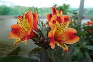 The Alstroemeria - Flowers That Mean Friendship