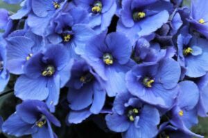 Blue Violets - Flowers That Mean Friendship