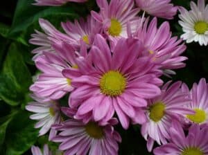 Chrysanthemums - Flowers That Mean Friendship