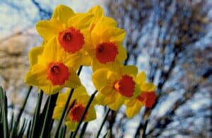 Daffodils - Flowers That Mean Friendship