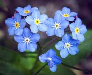 Forget-Me-Nots - Flowers That Mean Friendship
