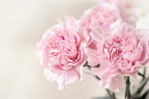 Pink Carnations - Flowers That Mean Friendship
