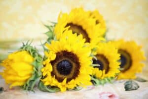 Sunflowers - Flowers That Mean Friendship