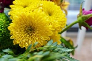 Yellow Chrysanthemums - Flowers That Mean Friendship