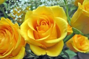 Yellow Roses - Flowers That Mean Friendship