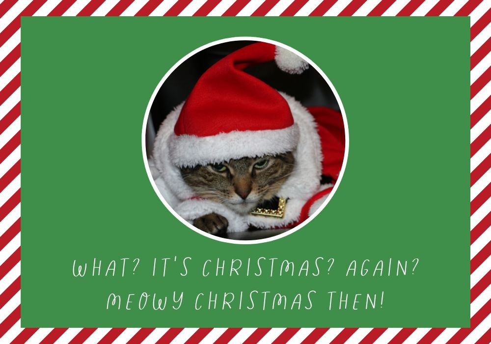 What Are The Best Christmas Cat Puns